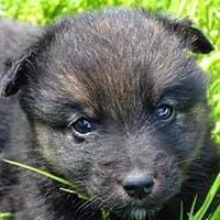 PANDA, Mixed Breed (Fundacja Głosem Zwierząt)
