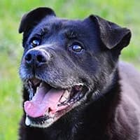ZAMI, Mixed Breed (Fundacja Głosem Zwierząt)