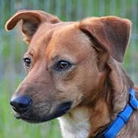 KABI, Mixed Breed (Fundacja Głosem Zwierząt)