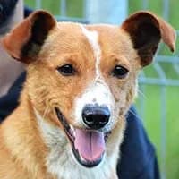 BADŻI, Mixed Breed (Fundacja Głosem Zwierząt)