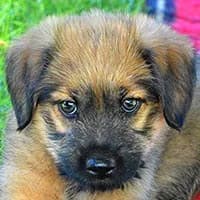 EDEN, Mixed Breed (Fundacja Głosem Zwierząt)