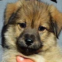 ELIS, Mixed Breed (Fundacja Głosem Zwierząt)