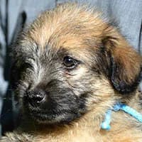 ELFIK, Mixed Breed (Fundacja Głosem Zwierząt)