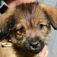 ELIF, Mixed Breed (Fundacja Głosem Zwierząt)