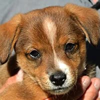 EMMA, Mixed Breed (Fundacja Głosem Zwierząt)