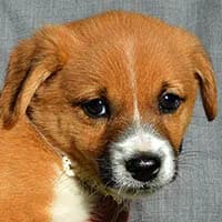 ESKA, Mixed Breed (Fundacja Głosem Zwierząt)