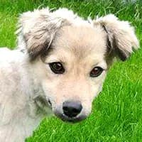 LADY, Mixed Breed (Fundacja Głosem Zwierząt)