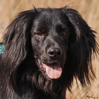 ELTON, Mixed Breed (Fundacja Głosem Zwierząt)