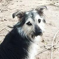 BARNI, Mixed Breed (Fundacja Głosem Zwierząt)