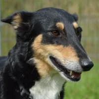 ALIJA, Mixed Breed (Fundacja Głosem Zwierząt)