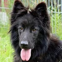 AQUA, Mixed Breed (Fundacja Głosem Zwierząt)