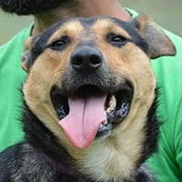 MIZU, Mixed Breed (Fundacja Głosem Zwierząt)