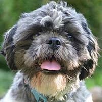 PAKO, Mixed Breed (Fundacja Głosem Zwierząt)