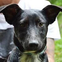 MANGO, Mixed Breed (Fundacja Głosem Zwierząt)