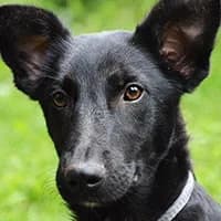 FRUGO, Mixed Breed (Fundacja Głosem Zwierząt)