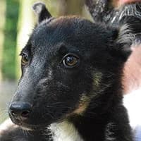 ZOE, Mixed Breed (Fundacja Głosem Zwierząt)