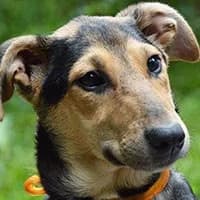 MILI, Mixed Breed (Fundacja Głosem Zwierząt)