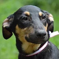 CAPPY, Mixed Breed (Fundacja Głosem Zwierząt)