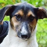 MONTI, Mixed Breed (Fundacja Głosem Zwierząt)