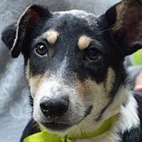 MILO, Mixed Breed (Fundacja Głosem Zwierząt)
