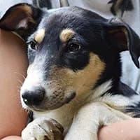 LICZI, Mixed Breed (Fundacja Głosem Zwierząt)