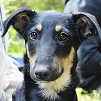 KONI, Mixed Breed (Fundacja Głosem Zwierząt)