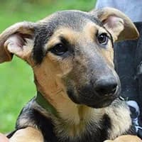 MINO, Mixed Breed (Fundacja Głosem Zwierząt)