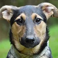 KIMI, Mixed Breed (Fundacja Głosem Zwierząt)