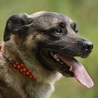NOREK, Mixed Breed (Fundacja Głosem Zwierząt)
