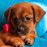 MIA, Mixed Breed (Fundacja Głosem Zwierząt)