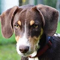 LU, Mixed Breed (Fundacja Głosem Zwierząt)