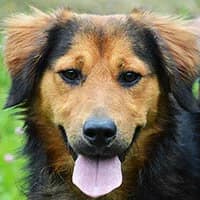 HARRY, Mixed Breed (Fundacja Głosem Zwierząt)