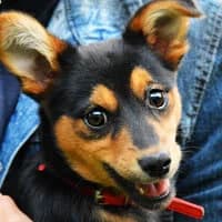 MASZKA, Mixed Breed (Fundacja Głosem Zwierząt)
