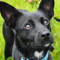 MINKA, Mixed Breed (Fundacja Głosem Zwierząt)