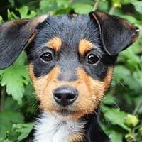 DASZKA, Mixed Breed (Fundacja Głosem Zwierząt)