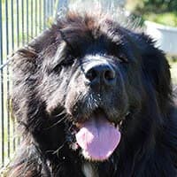 MOLI, Mixed Breed (Fundacja Głosem Zwierząt)