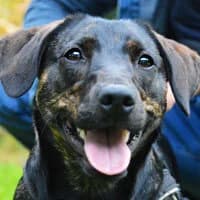 BONNIE, Mixed Breed (Fundacja Głosem Zwierząt)