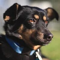 MAJA, Mixed Breed (Fundacja Głosem Zwierząt)
