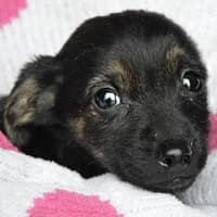 MIMI, Mixed Breed (Fundacja Głosem Zwierząt)