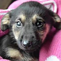 NUNI, Mixed Breed (Fundacja Głosem Zwierząt)