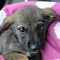NINO, Mixed Breed (Fundacja Głosem Zwierząt)