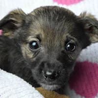 MISI, Mixed Breed (Fundacja Głosem Zwierząt)