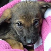NAPI, Mixed Breed (Fundacja Głosem Zwierząt)