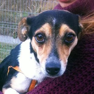 MEGI, Mixed Breed (Fundacja Głosem Zwierząt)