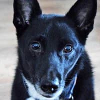 ZULU, Mixed Breed (Fundacja Głosem Zwierząt)