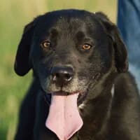 ARON, Mixed Breed (Fundacja Głosem Zwierząt)