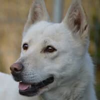 SANA, Mixed Breed (Fundacja Głosem Zwierząt)