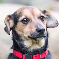 ANA, Mixed Breed (Fundacja Głosem Zwierząt)
