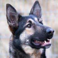 WENDY, Mixed Breed (Fundacja Głosem Zwierząt)