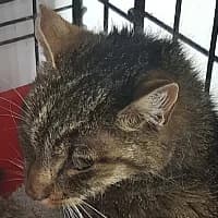 BENUŚ, Mixed Breed (Fundacja Głosem Zwierząt)